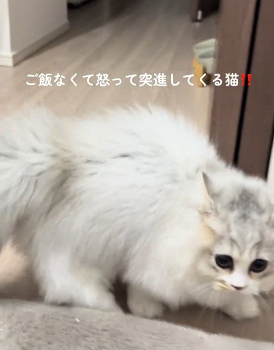 突進する猫