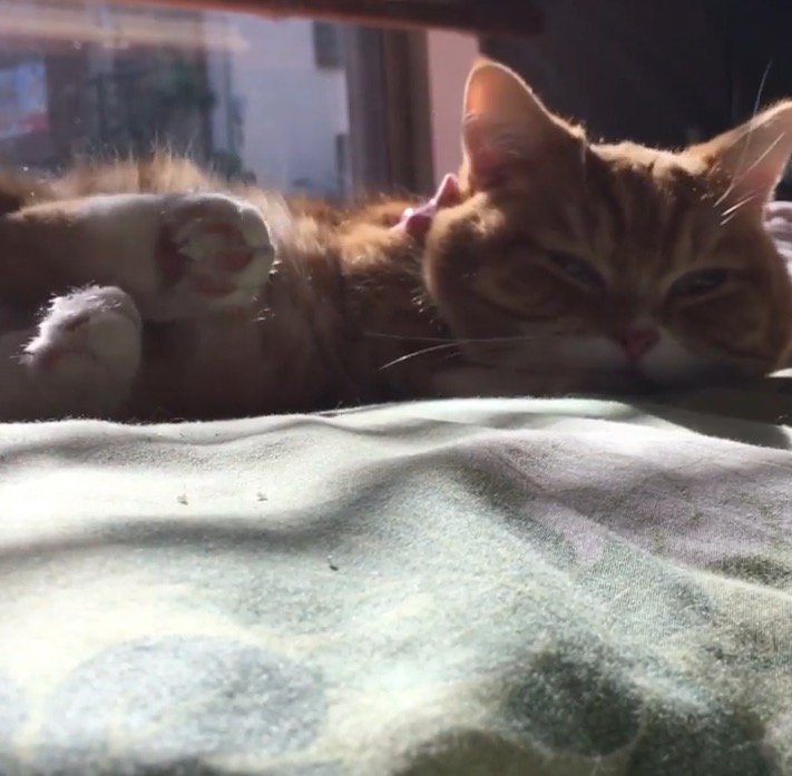 一瞬目を開ける猫