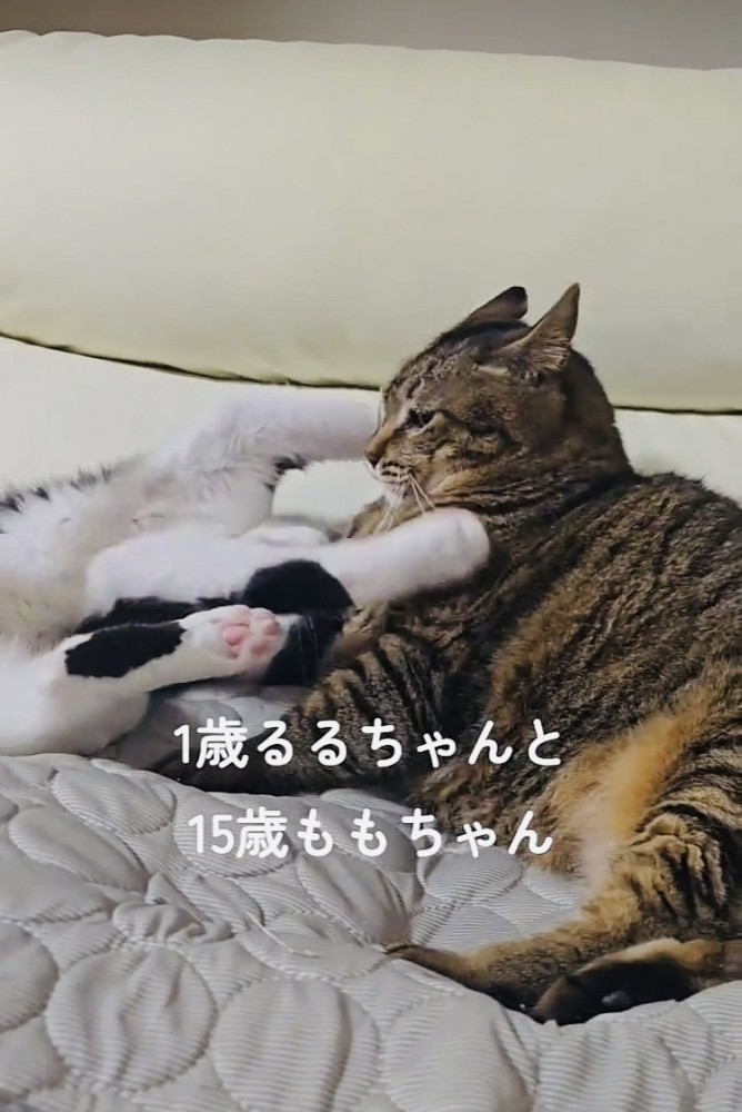 キジトラ猫にじゃれつくハチワレ猫