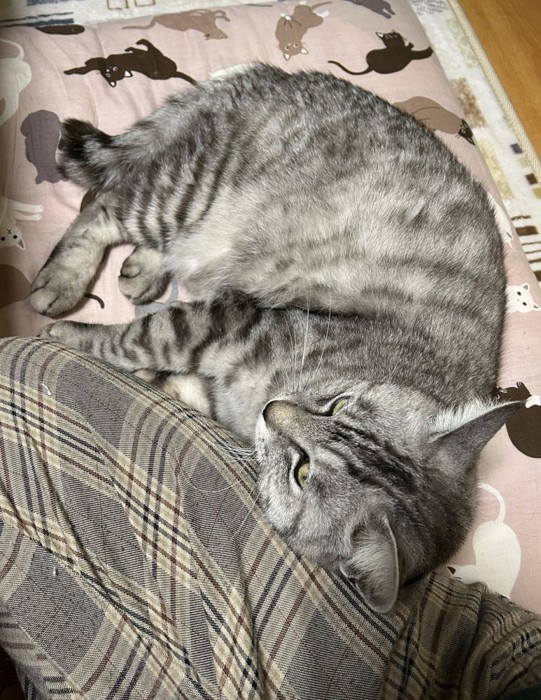 人にくっつく猫