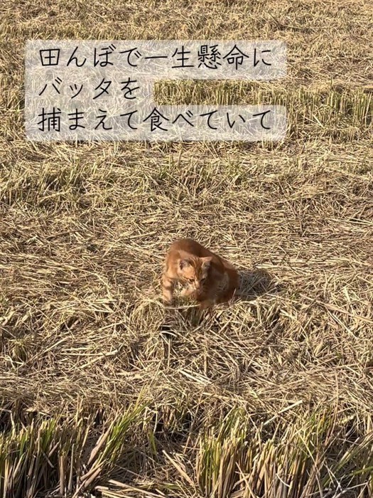 田んぼにいる子猫