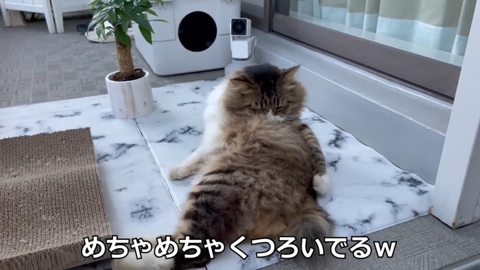 毛づくろいする猫