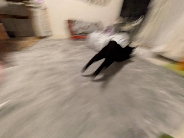 部屋の奥に走って行く猫の後ろ姿