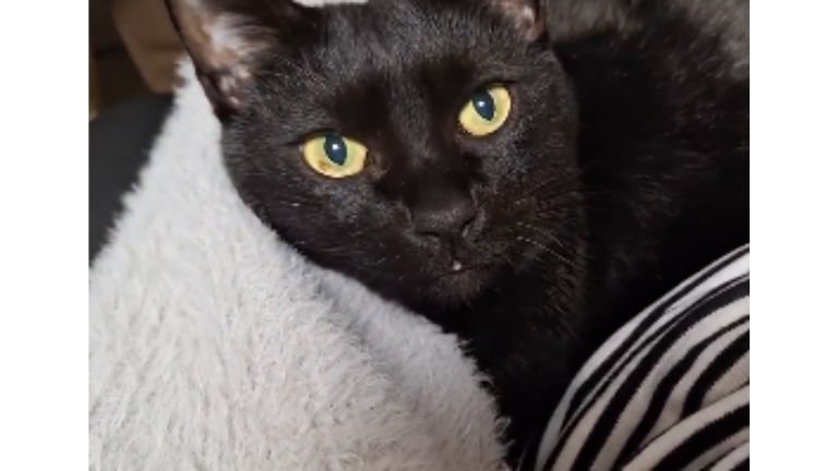 室内にいる猫