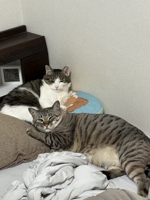 サバ白猫とキジトラ