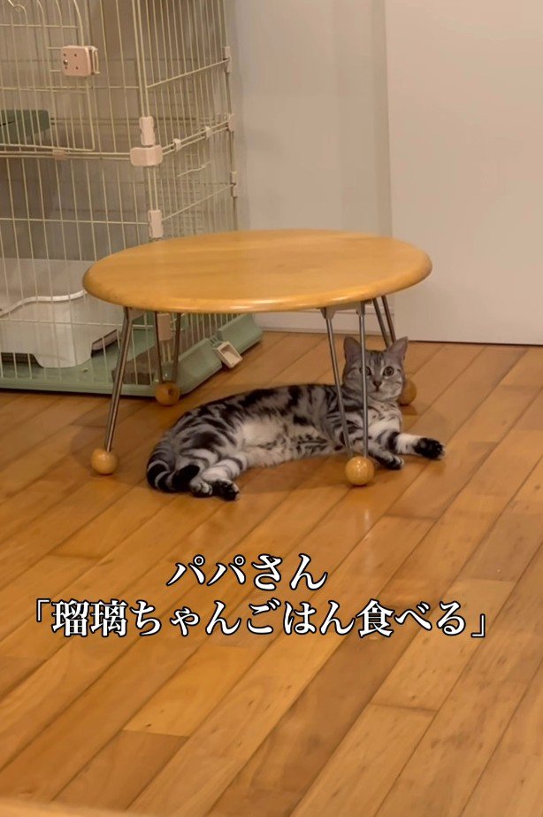 猫に話しかけるパパ