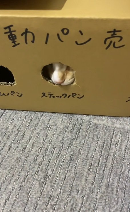 段ボールのおもちゃの穴から鼻をのぞかせる猫