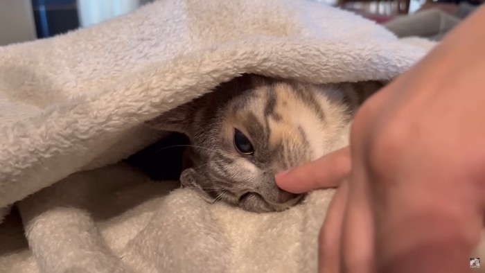 苦労話中もまったりなジョー