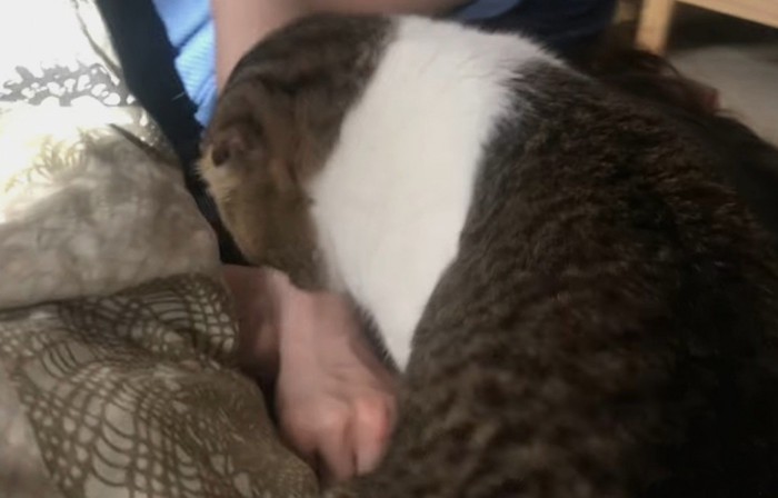 距離を詰める猫