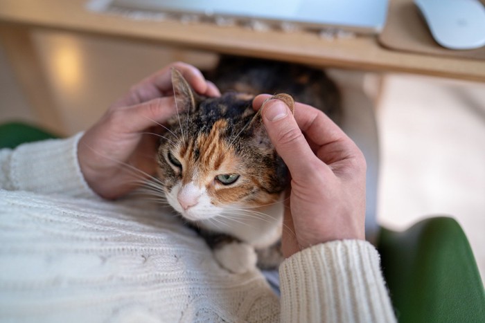耳を触られる猫