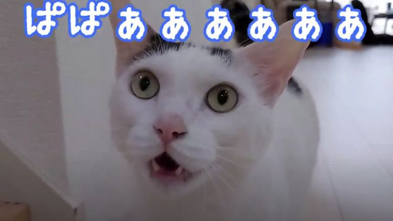 室内にいる猫