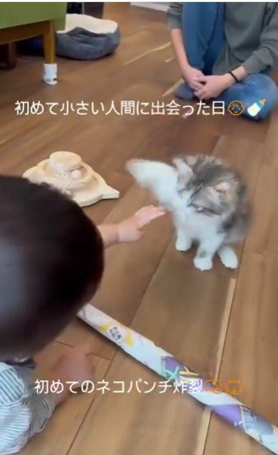 猫パンチをする子猫%%猫パンチ!