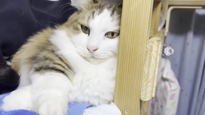 秀吉くんのアップ