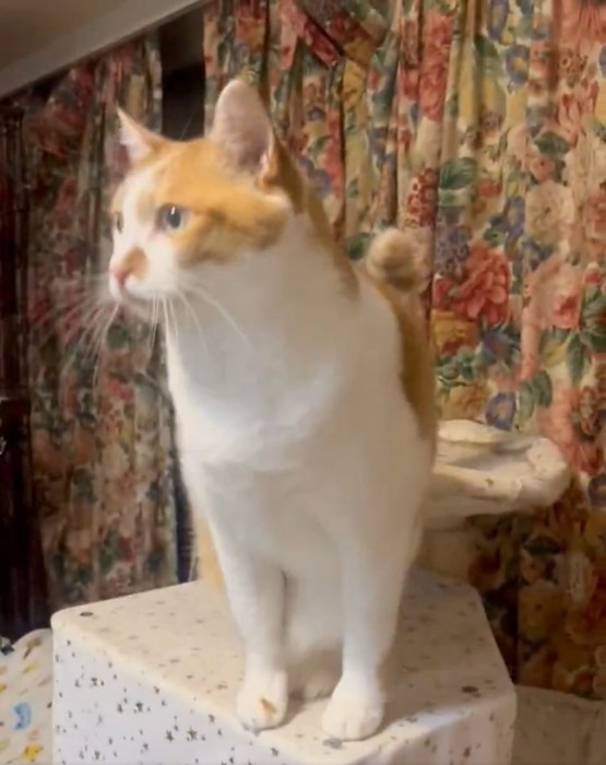 キャットタワーに登る猫