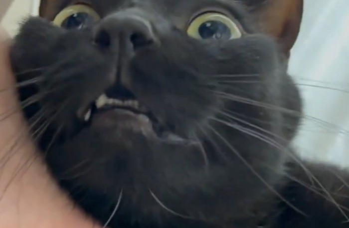 上を見る猫の下からのアングル目から下のアップ