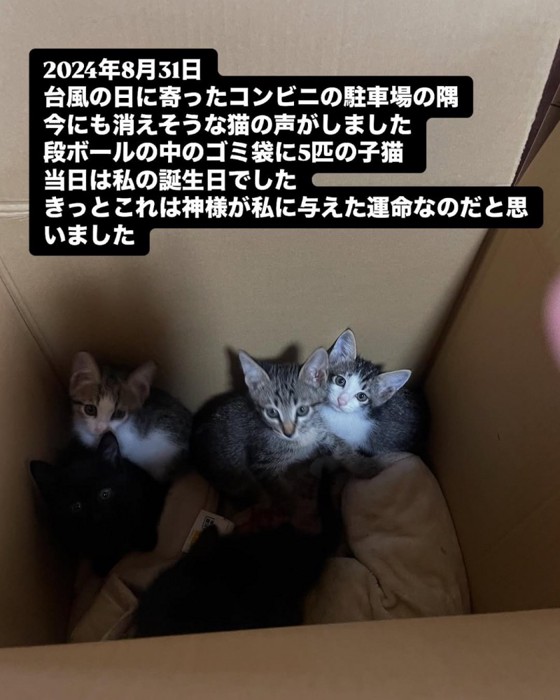 箱の中にいる子猫