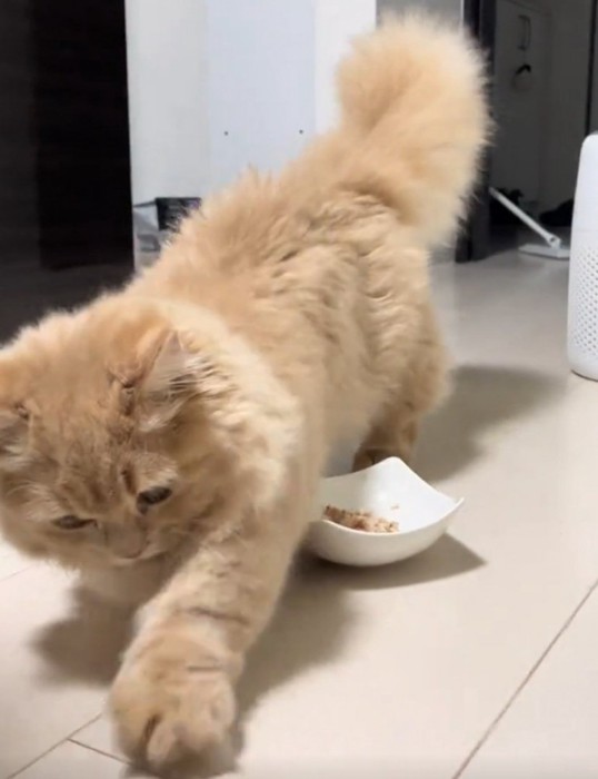 再度ホリホリする猫