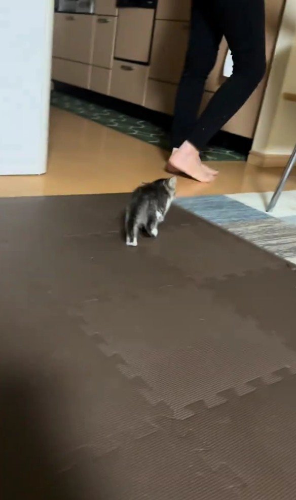 歩いている子猫