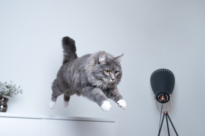 飛び降りる猫