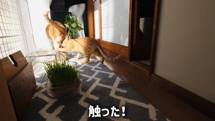 茶白猫の後を追う子猫