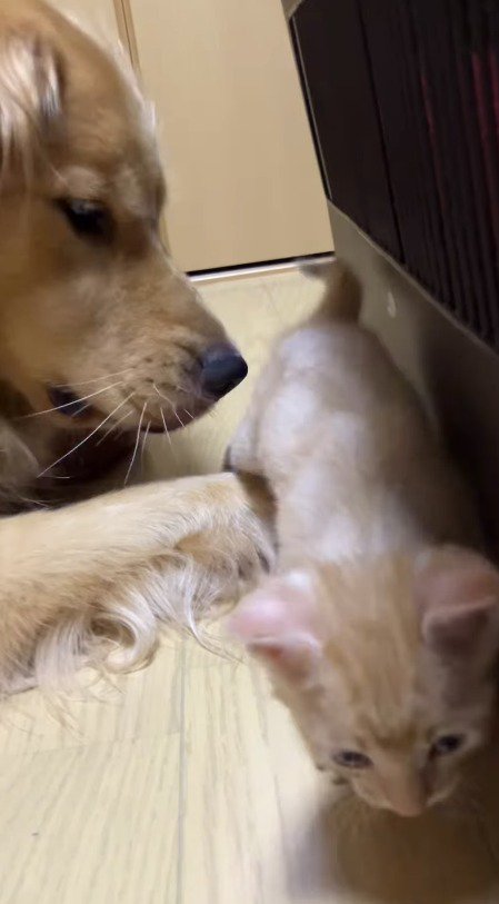 たどたどしく歩く子猫