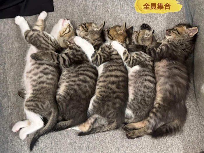 並んで寝る子猫