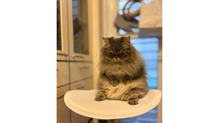 キッチンにいる猫