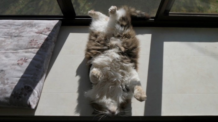 顔をあげてへそ天する猫