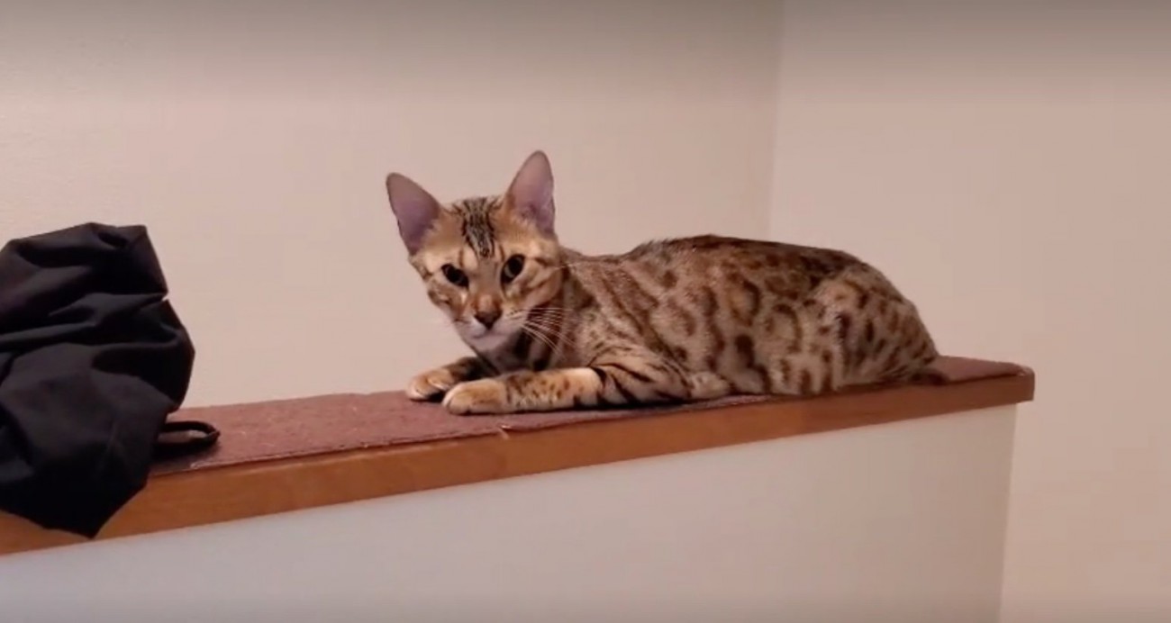顔が変形した猫
