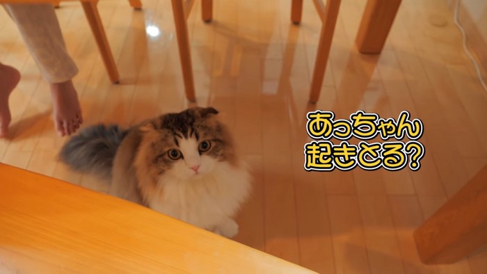 テーブルの下にいる猫