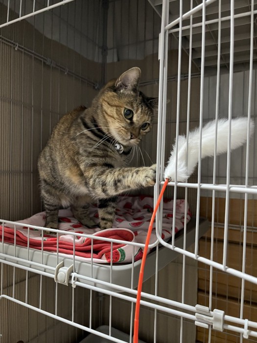 ケージの網にかかった猫じゃらしをちょいちょいする猫