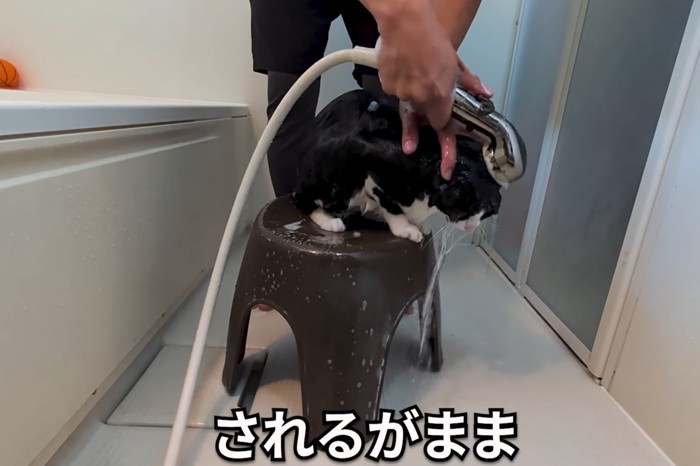 シャンプーする猫2