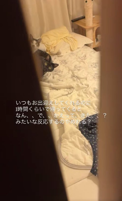 ドアの隙間からカメラを見つめる2匹の猫(引き・左寄り見切れ)