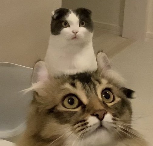 ビービちゃんとミルちゃん