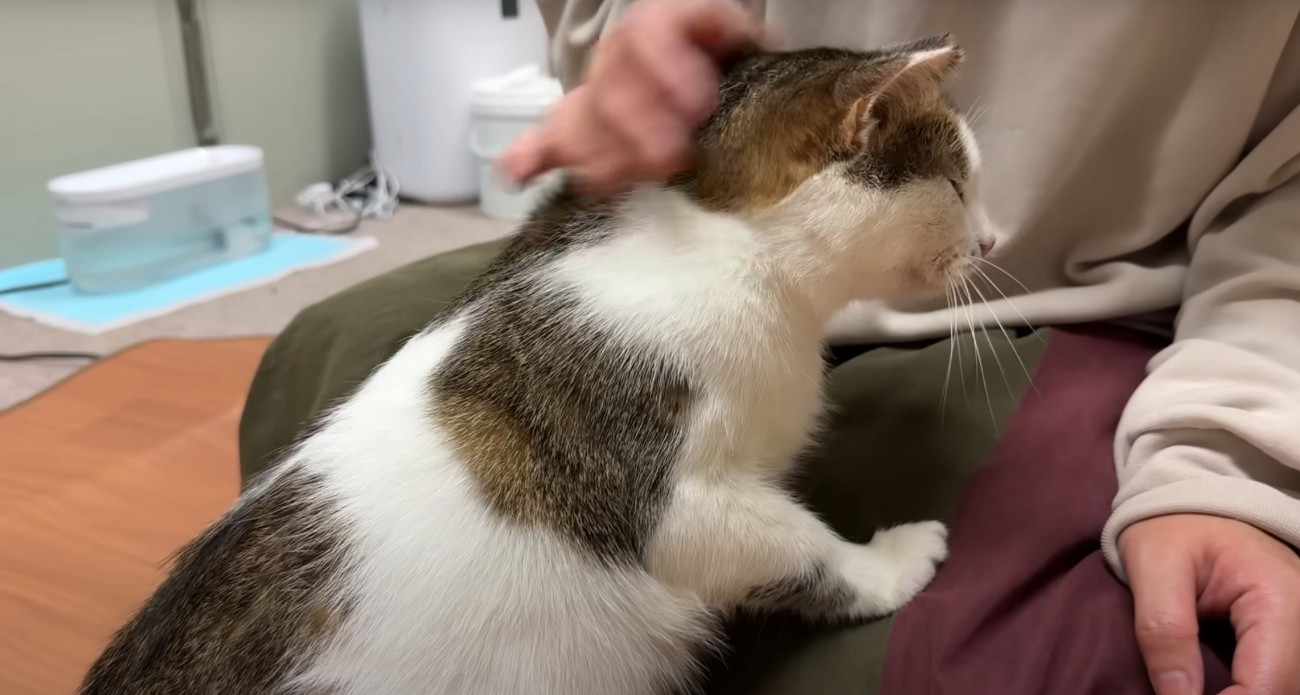 猫が膝に手をかける