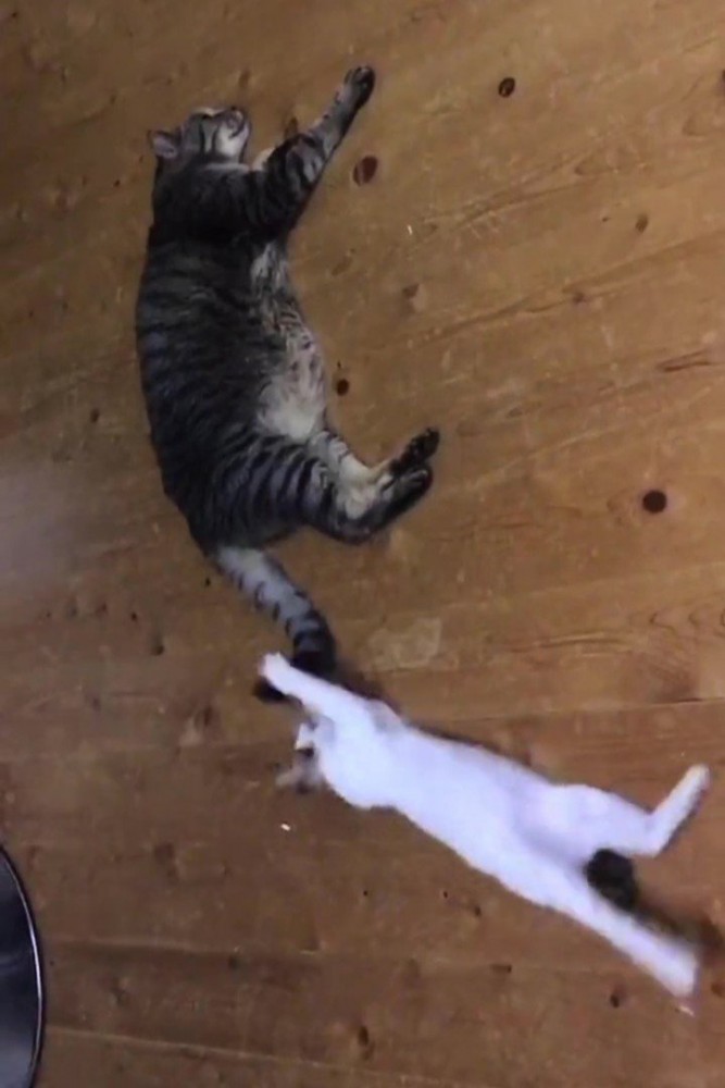 大きな猫のしっぽにじゃれる猫