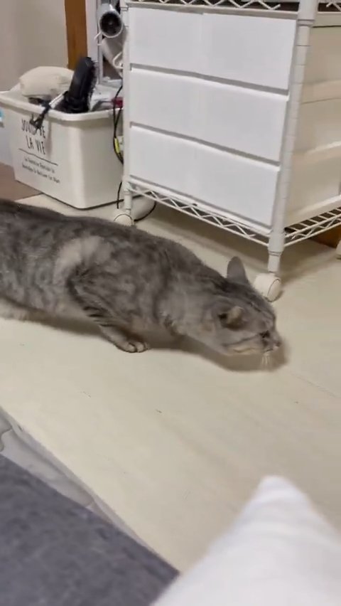 ゆっくり歩く猫