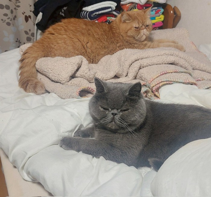 寝転がる2匹の猫