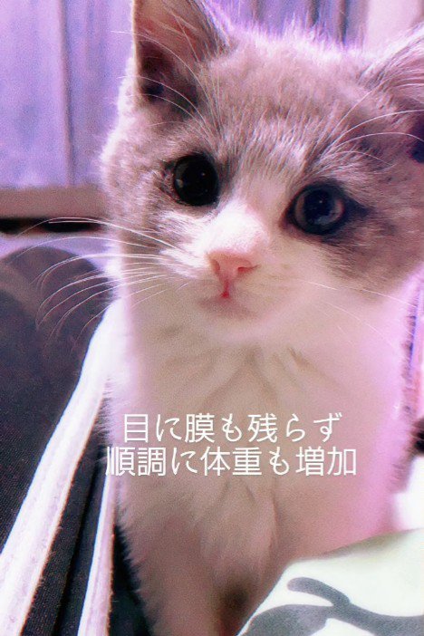 カメラの方を見る子猫