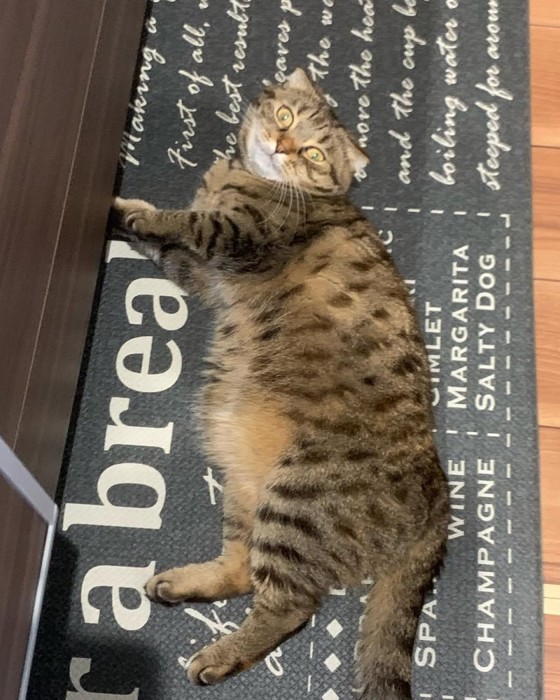 キッチンで転がる猫