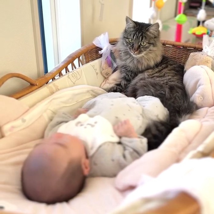 ベビーベッドに赤ちゃんと一緒にいる猫