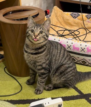座ってカメラを見つめる猫
