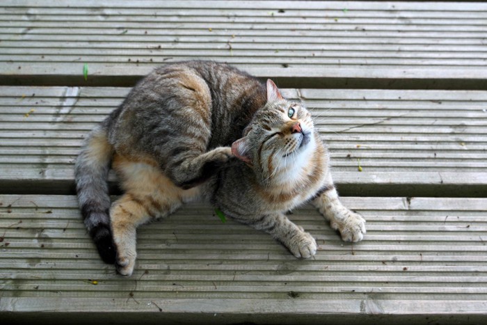 耳を後ろ足でかく猫