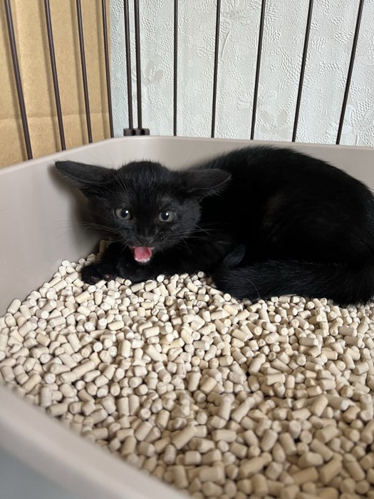 威嚇する子猫