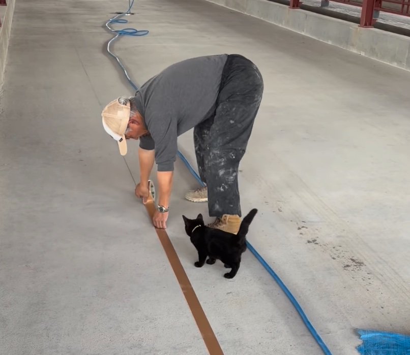 作業を見つめる子猫