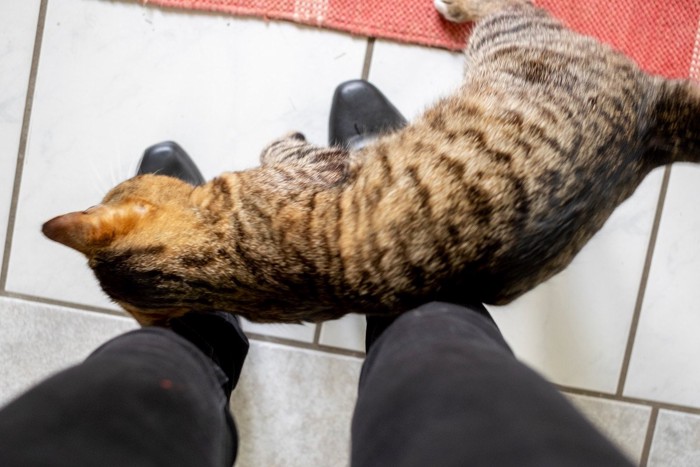 足にすり寄る猫