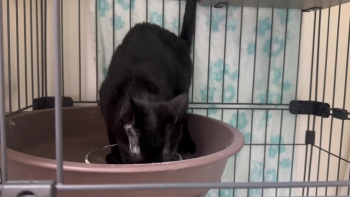 ごはんを食べる黒猫