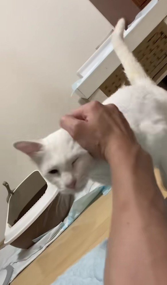 近づいてくる白猫