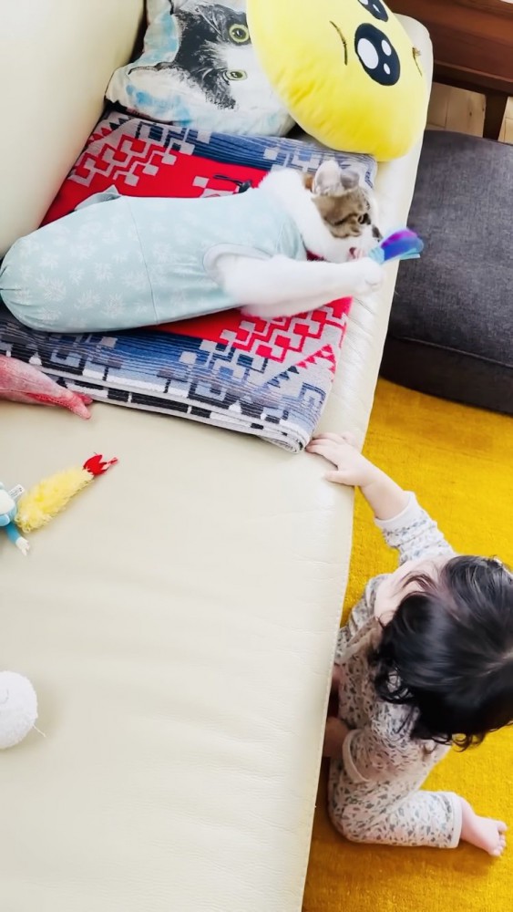 おもちゃで遊ぶキジ白猫と見る赤ちゃん