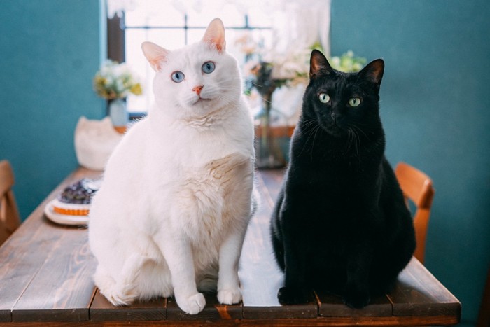 並んで座る2匹の猫